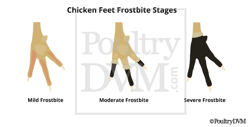 Frostbite - chicken feet