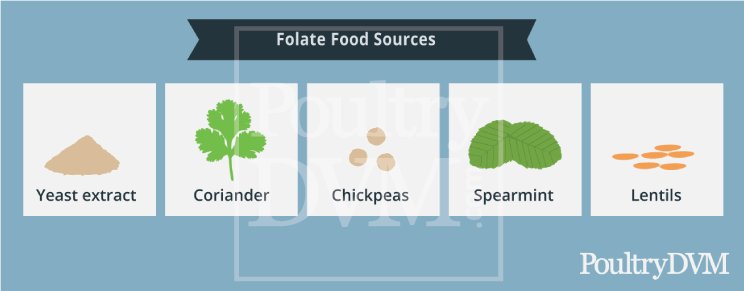 folic acid food sources for chickens