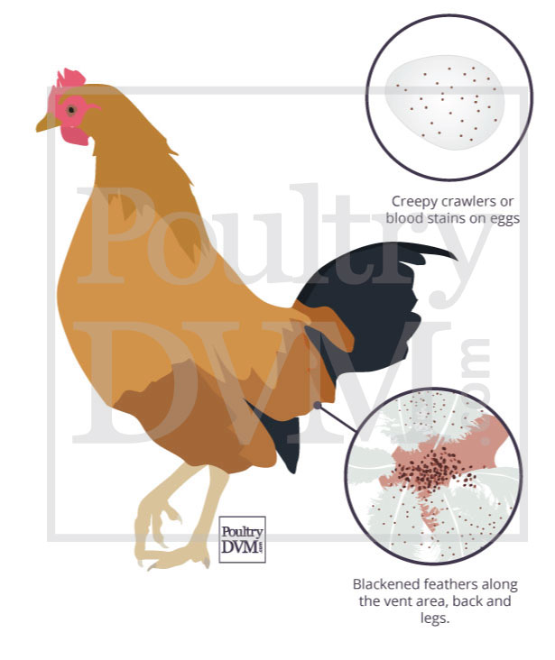 Signs of northern fowl mites in chickens