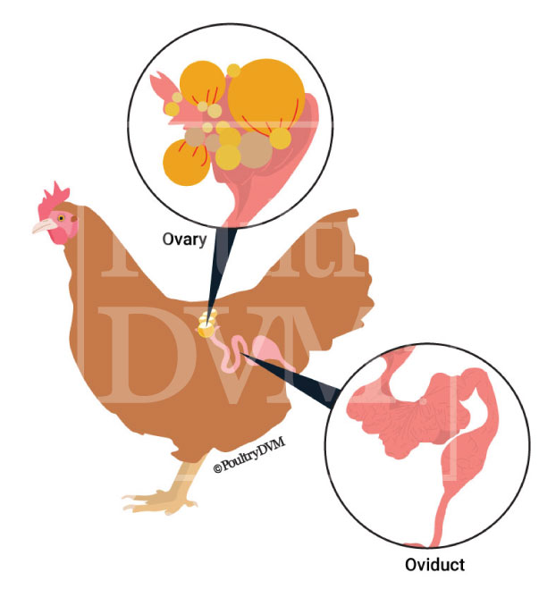 Ovarian cancer chickens