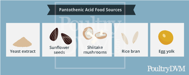 Pantothenic acid food sources for chickens