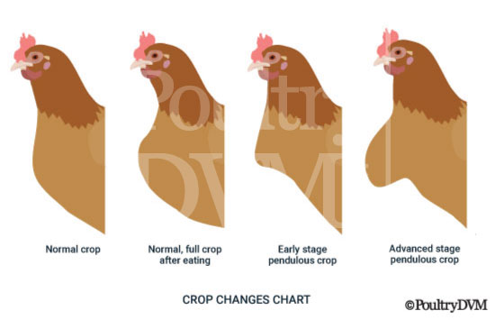 Pendulous crop in chickens chart