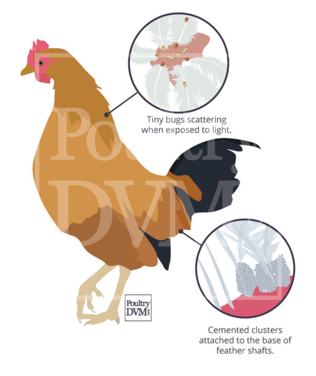 Signs of poultry lice in chickens