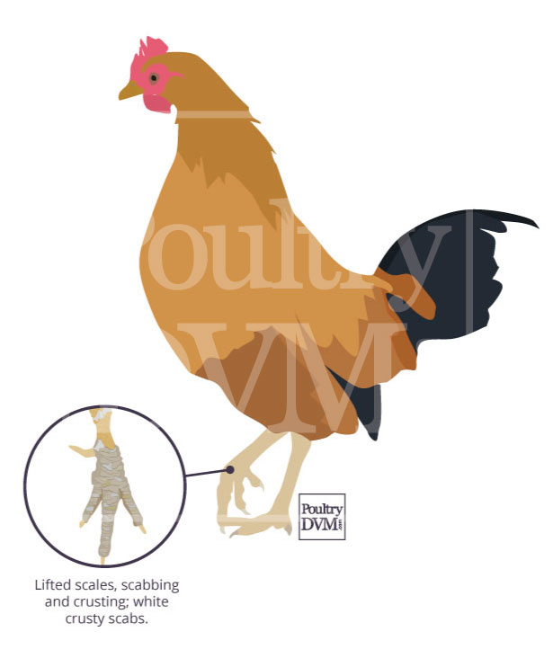 Signs of scaly leg mites in chickens