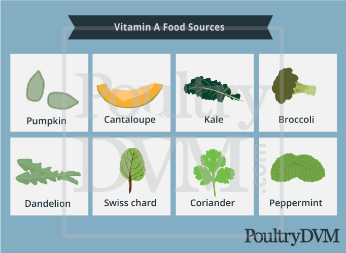 Vitamin A food sources for chickens