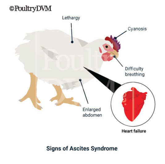Signs of Ascites Syndrome in chickens