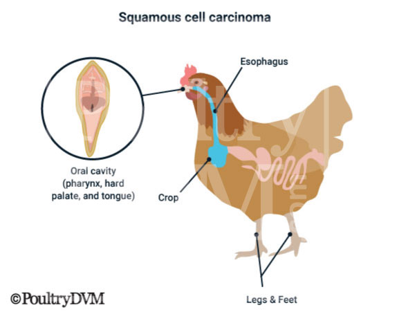 Squamous cell carcinoma found on chickens