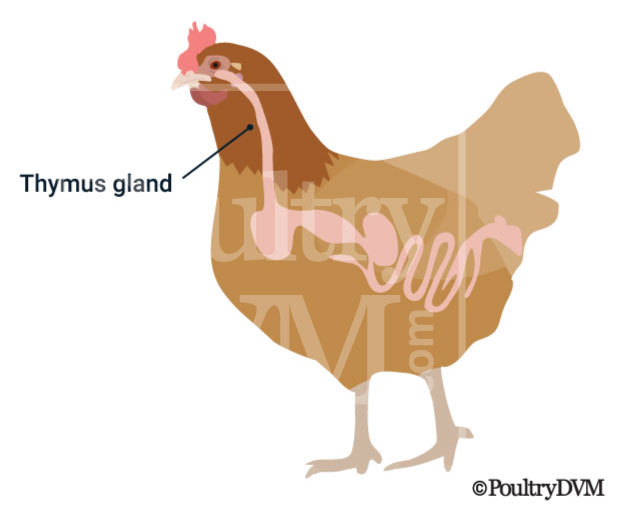 Thymus gland location in chickens