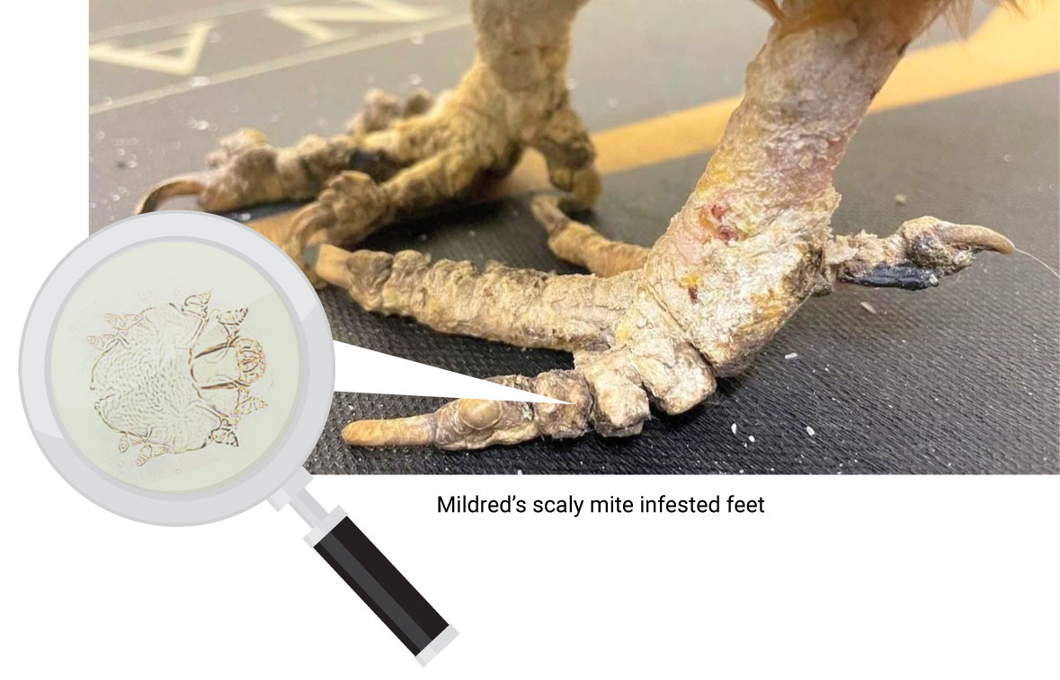 Mildred's Scaly leg mites