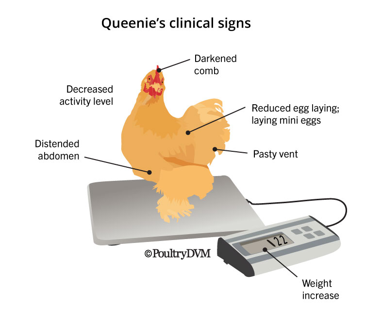 Queenie's Clinical Signs