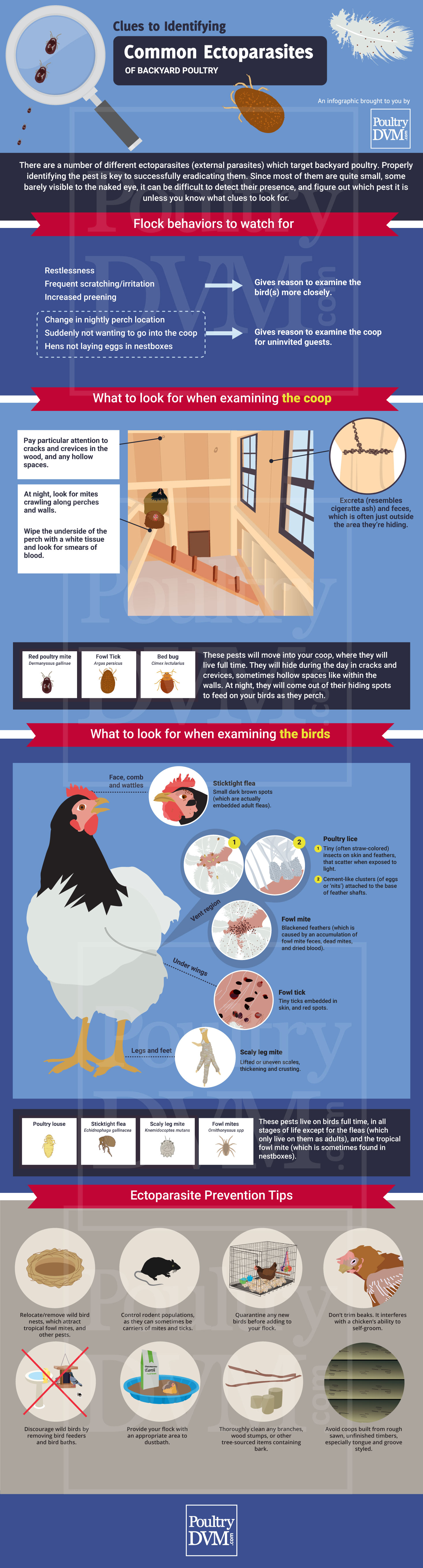 PoultryDVM - Clues to Identify Common Ectoparasites of Backyard Chickens