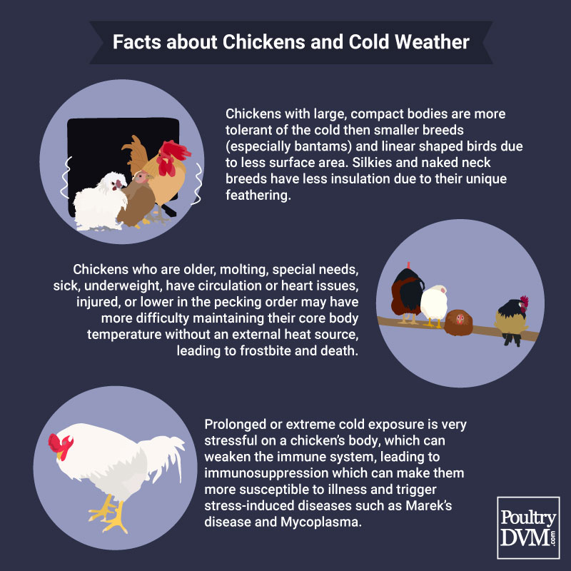 PoultryDVM - Facts about Chickens in Cold Weather