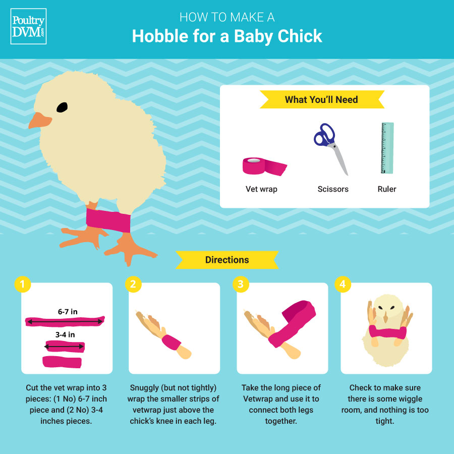 Treating splay leg in chicks using vetwrap