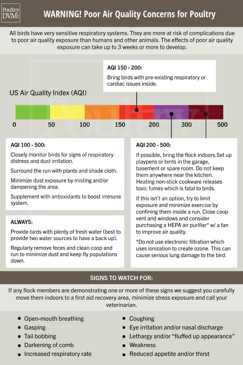 PoultryDVM - Poor Air Quality Concerns for Chickens