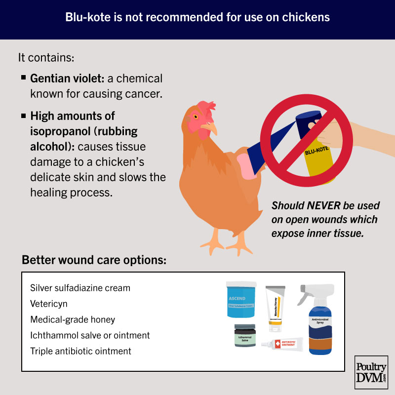 PoultryDVM - The use of Blue-Kote on Chickens