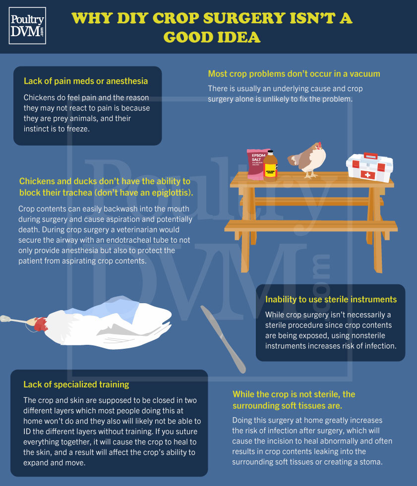 PoultryDVM - Reasons why DIY Crop Surgery isn’t a good idea