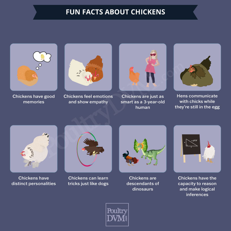 PoultryDVM - Fun Facts about Chickens