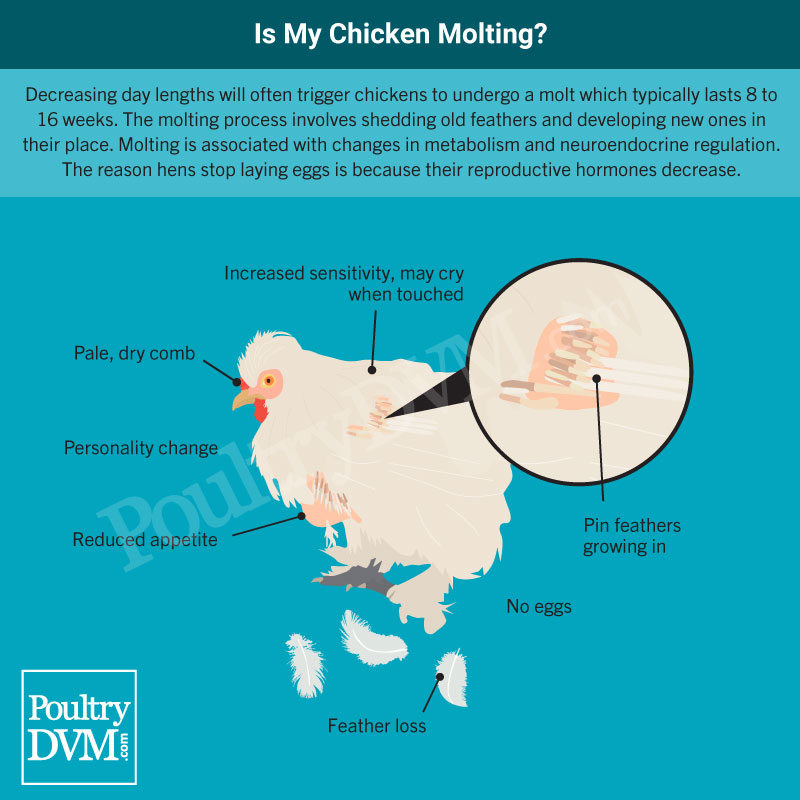 PoultryDVM - Is My Chicken Molting?