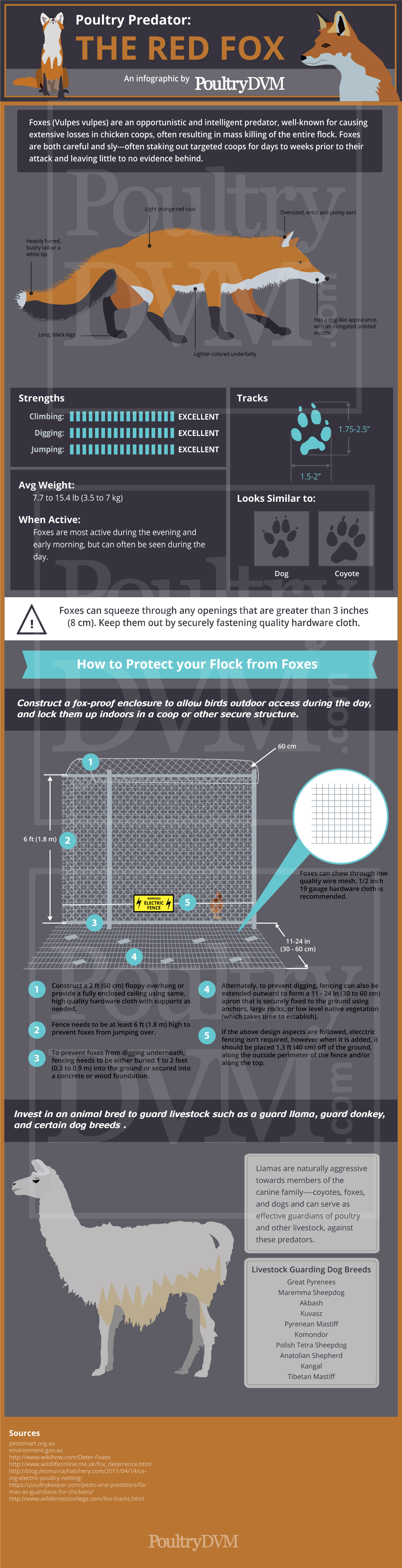 PoultryDVM - Poultry Predator: The Red Fox