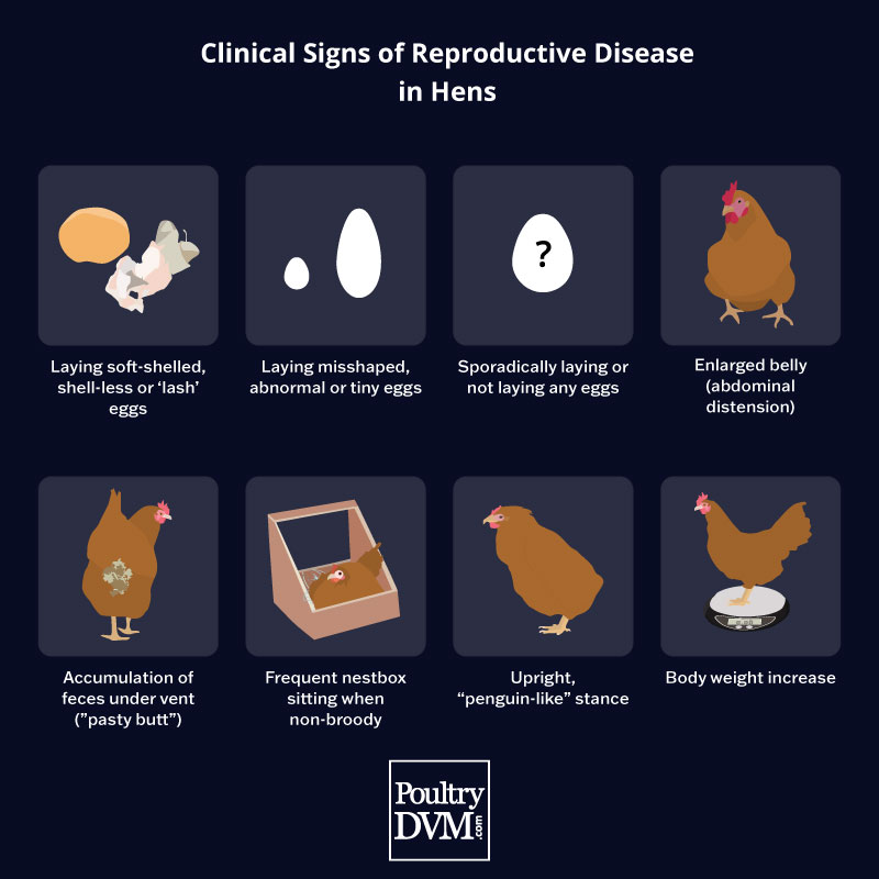 PoultryDVM - Signs of Reproductive Disease in Hens