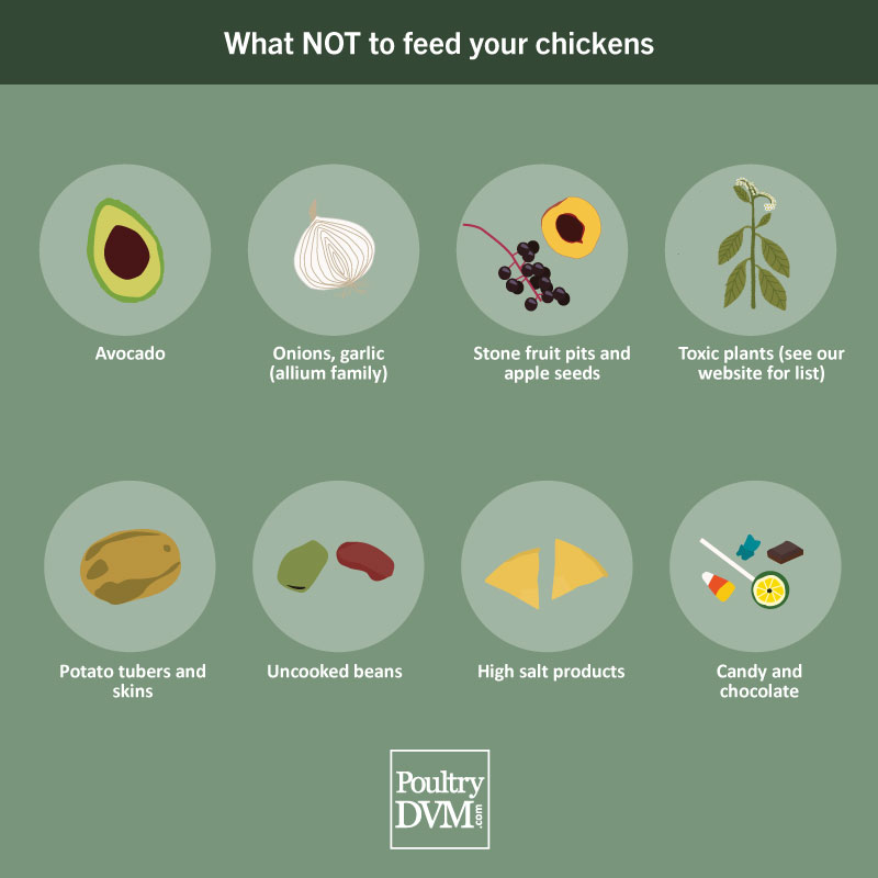 PoultryDVM - Foods you should not feed your chicken