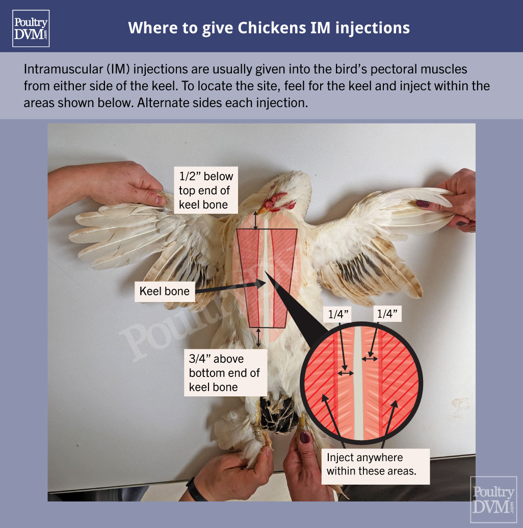 PoultryDVM - Where to Give Chickens Intramuscular (IM) Injections