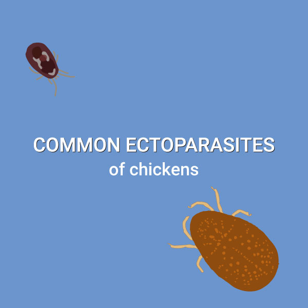 Clues to Identify Common Ectoparasites of Backyard Chickens