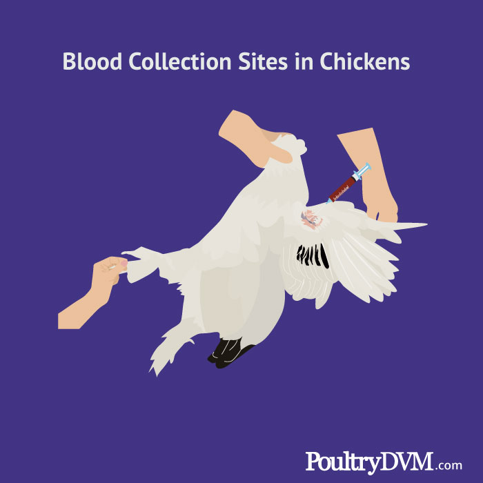 Blood Collection Sites in Chickens