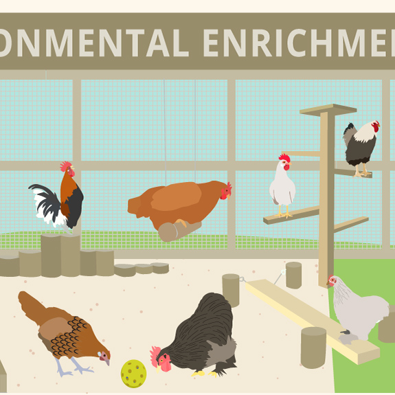 Enrichment for Chickens