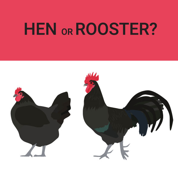 Hen or Rooster?