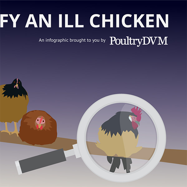 How to Identify a Sick Chicken