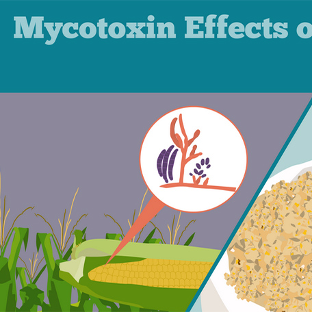Mycotoxins in Chicken Feed
